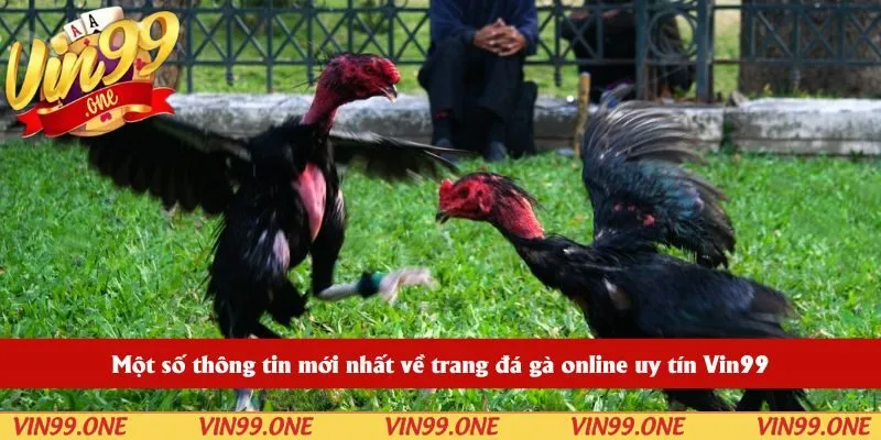 Một số thông tin mới nhất về trang đá gà online uy tín Vin99