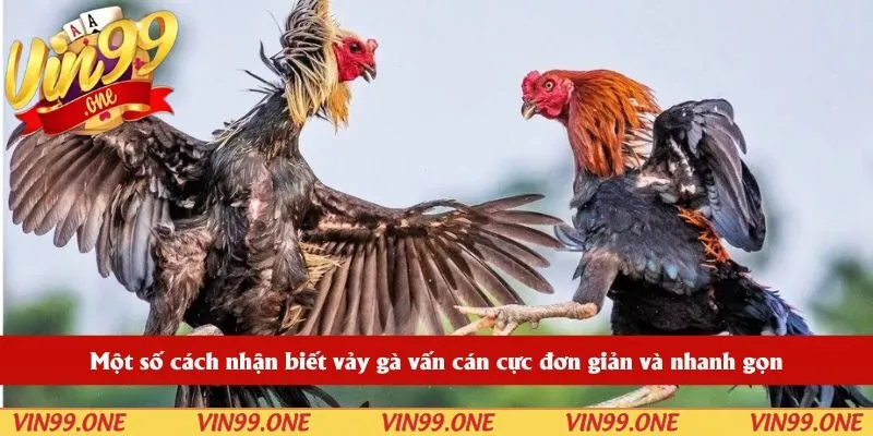 Một số cách nhận biết vảy gà vấn cán cực đơn giản và nhanh gọn