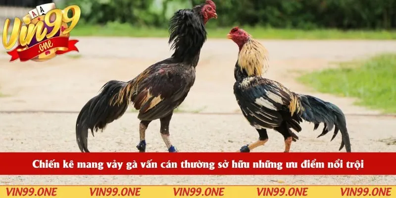 Chiến kê mang vảy gà vấn cán thường sở hữu những ưu điểm nổi trội