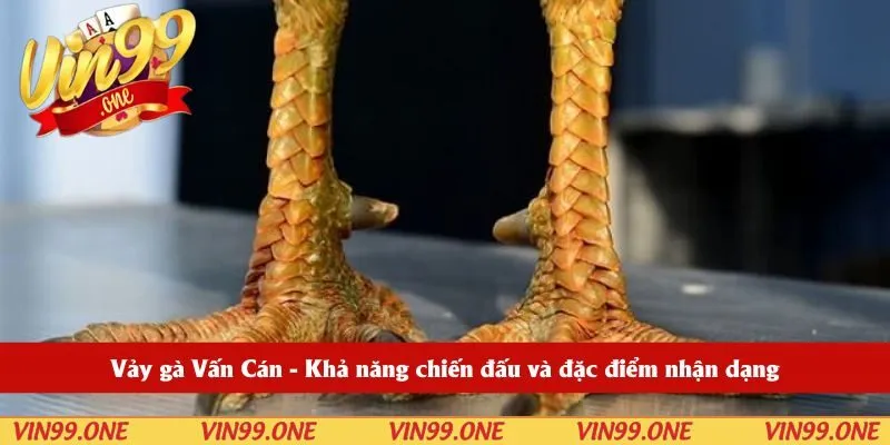 Vảy gà Vấn Cán